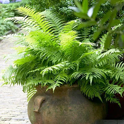 Lady Fern - Image 4