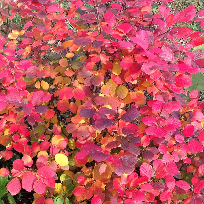 Legend Of The Fall® Bottlebrush - Image 2