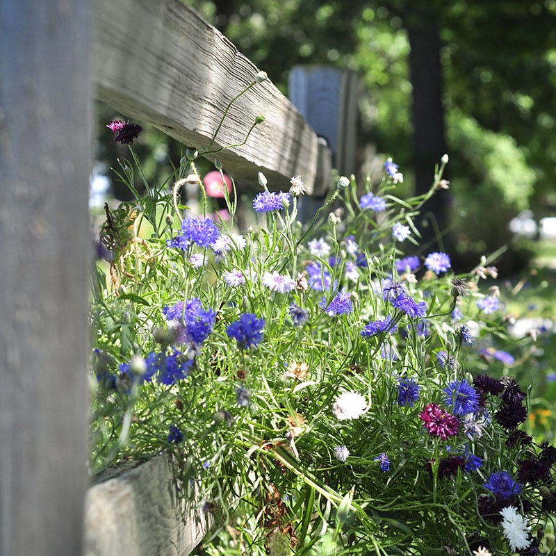 Picket Fence Wildflower Seed Mix - Image 2