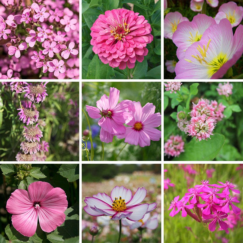 Cool Color Wildflower Seed Patchwork - Image 4