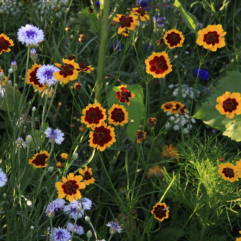 Plains Coreopsis Seeds - Image 3