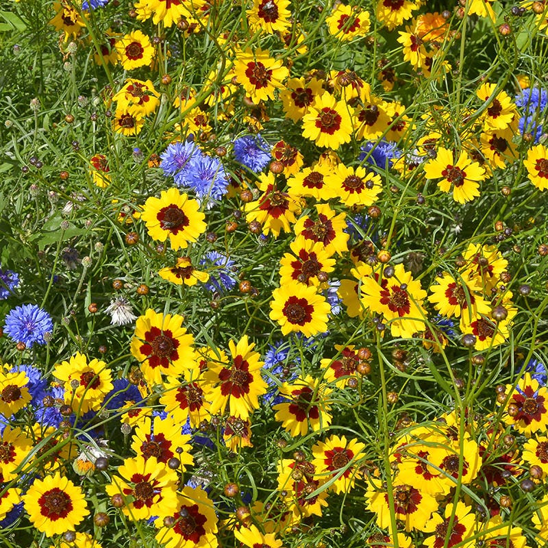 Plains Coreopsis Seeds - Image 6