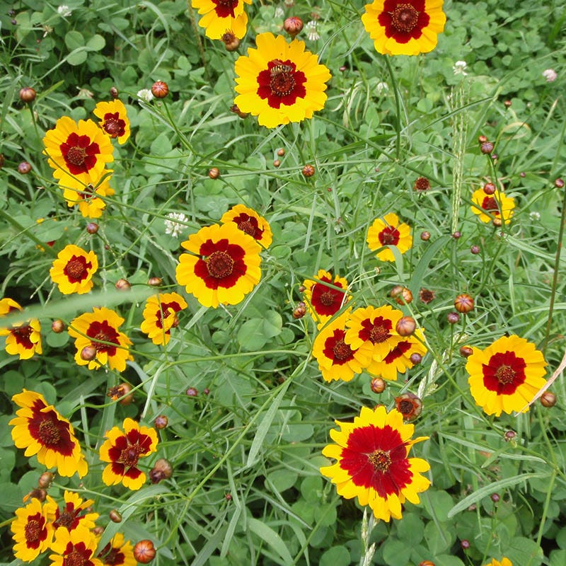 Plains Coreopsis Seeds - Image 8
