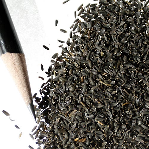 Plains Coreopsis Seeds - Image 9