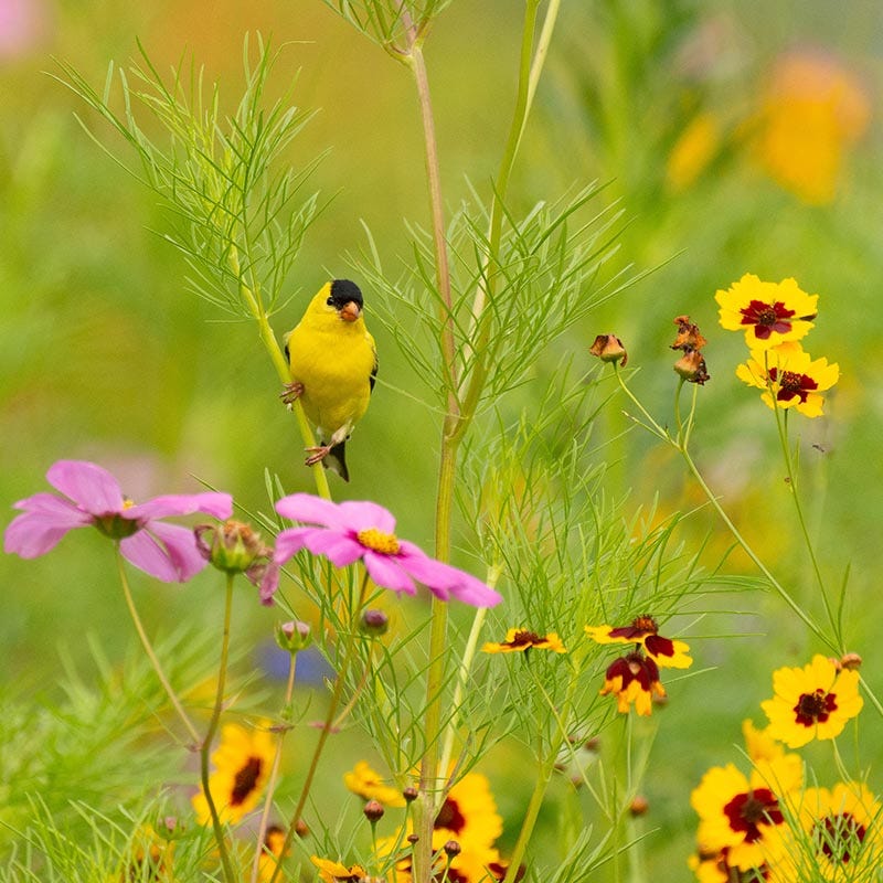 Pollinator Habitat Wildflower Seed Collection - Image 5
