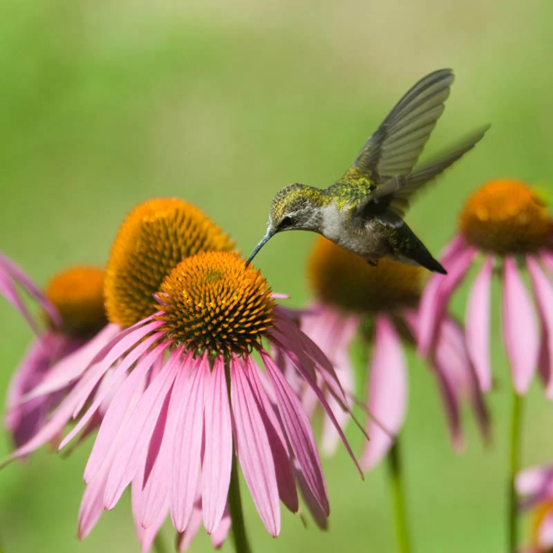 Purple Coneflower Seeds - Image 2