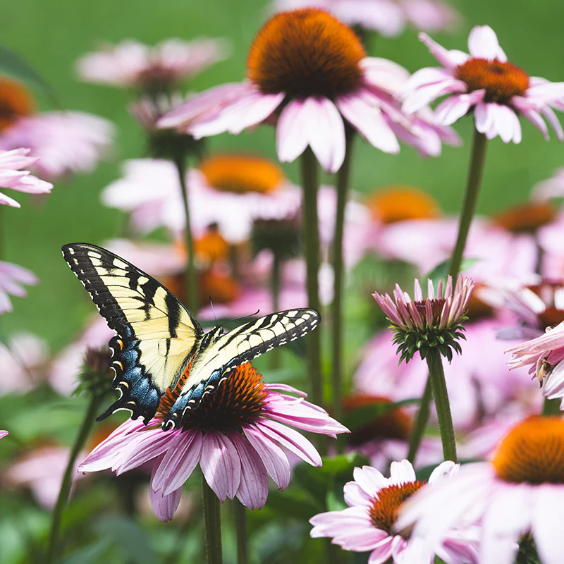 Swallowtail Butterfly Essentials Seed Packet Set - Image 5