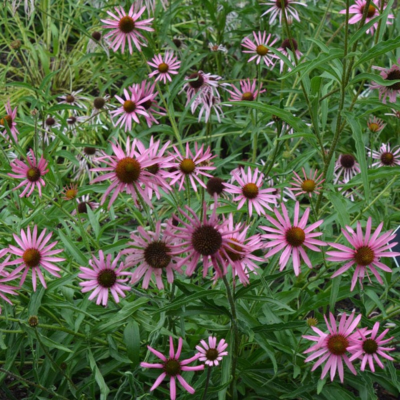 Tennessee Purple Coneflower Seeds - Image 2