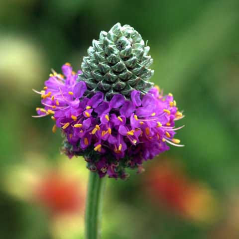 Purple Prairie Clover Seeds - Image 2