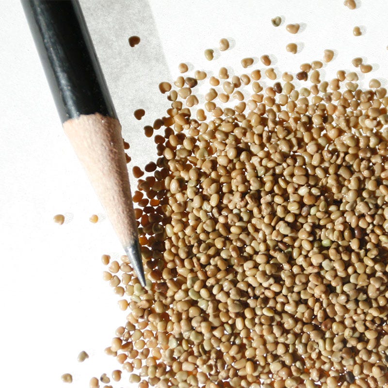 Purple Prairie Clover Seeds - Image 3