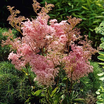 Queen Of The Prairie Seeds - Image 2
