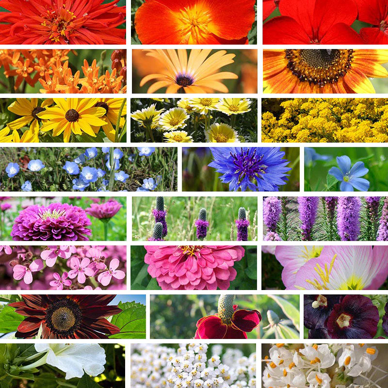 Radiant Rainbow Wildflower Seed Patchwork