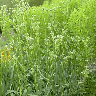 Rattlesnake Master Seeds - Image 2