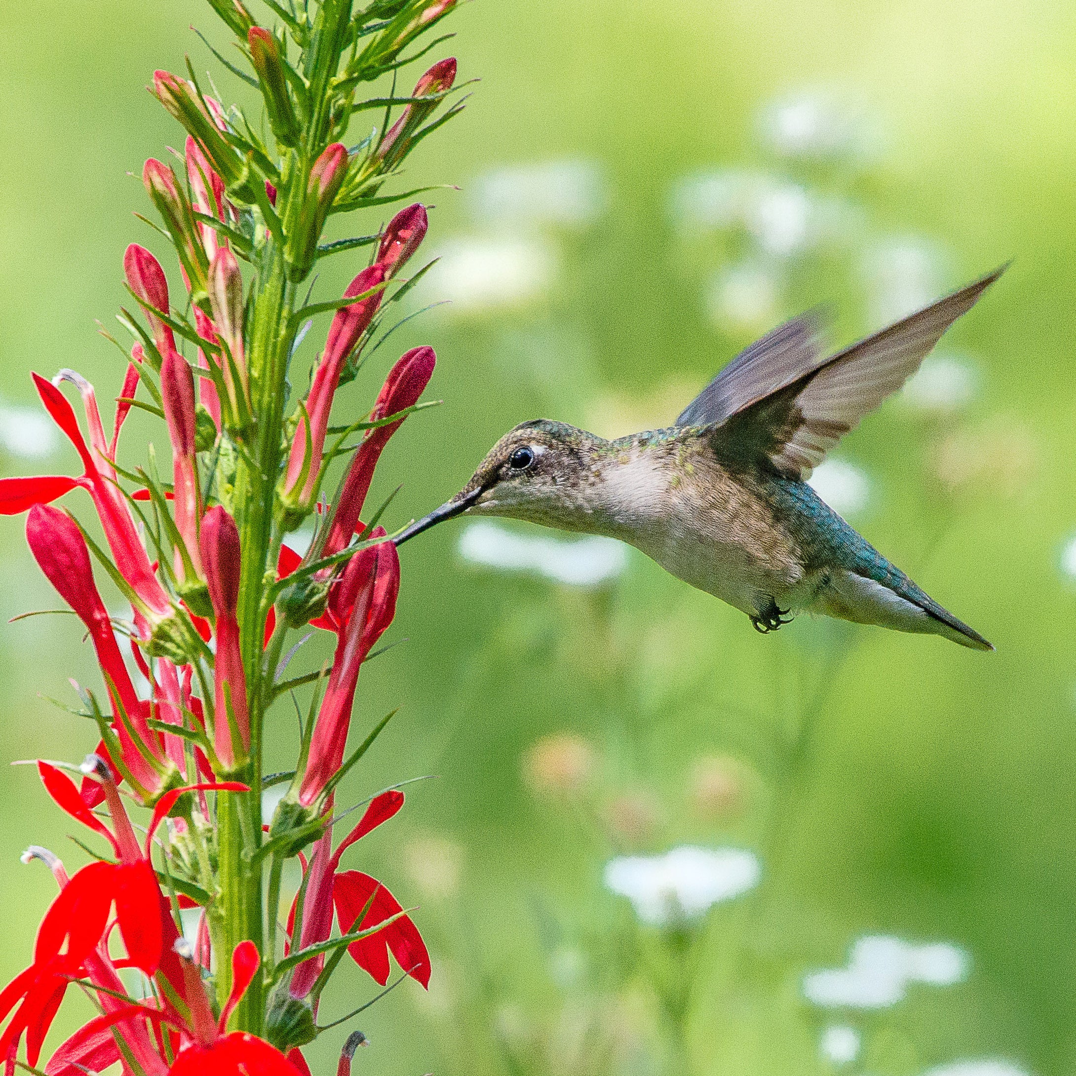 Hummingbird Essentials Native Seed Packet Set - Image 2
