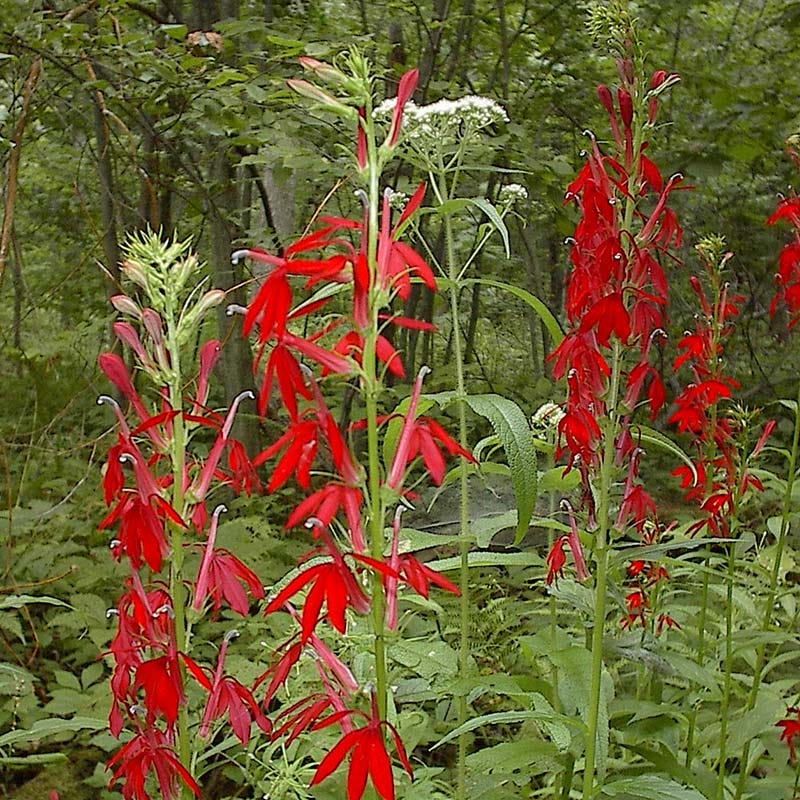 Cardinal Flower Seeds - Image 3