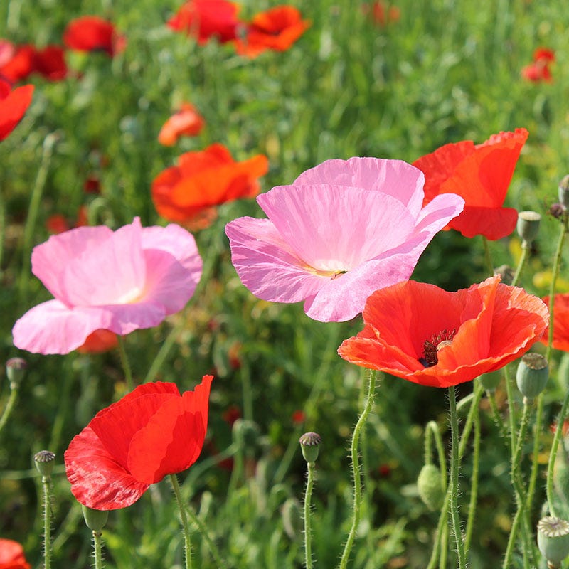 Red Poppy Seed Mix