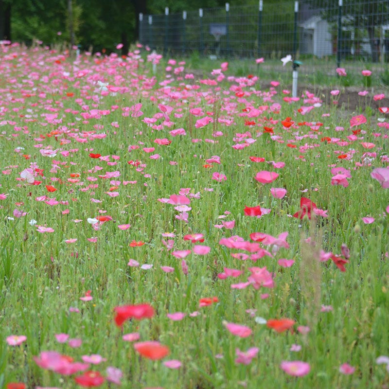 Red Poppy Seed Mix - Image 2