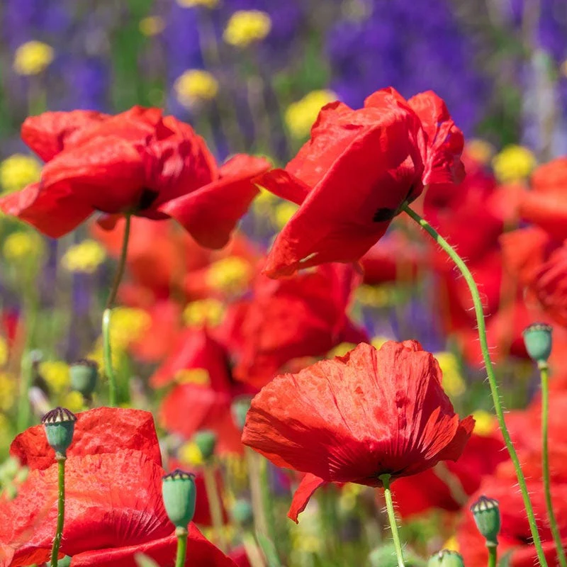 Red Poppy Seeds