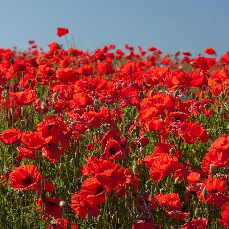 Red Poppy Seeds - Image 2