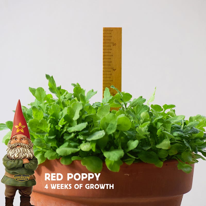 Red Poppy Seeds - Image 6
