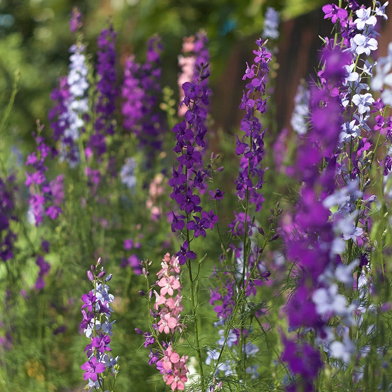 Rocket Larkspur Seeds - Image 4