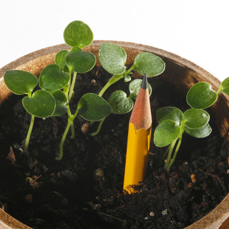 Rocket Larkspur Seeds - Image 8