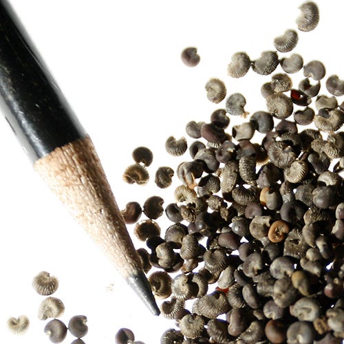 Rose Mallow Seeds - Image 4