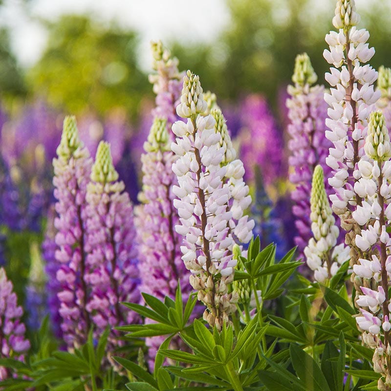 Russell Lupine Seed Mix - Image 2
