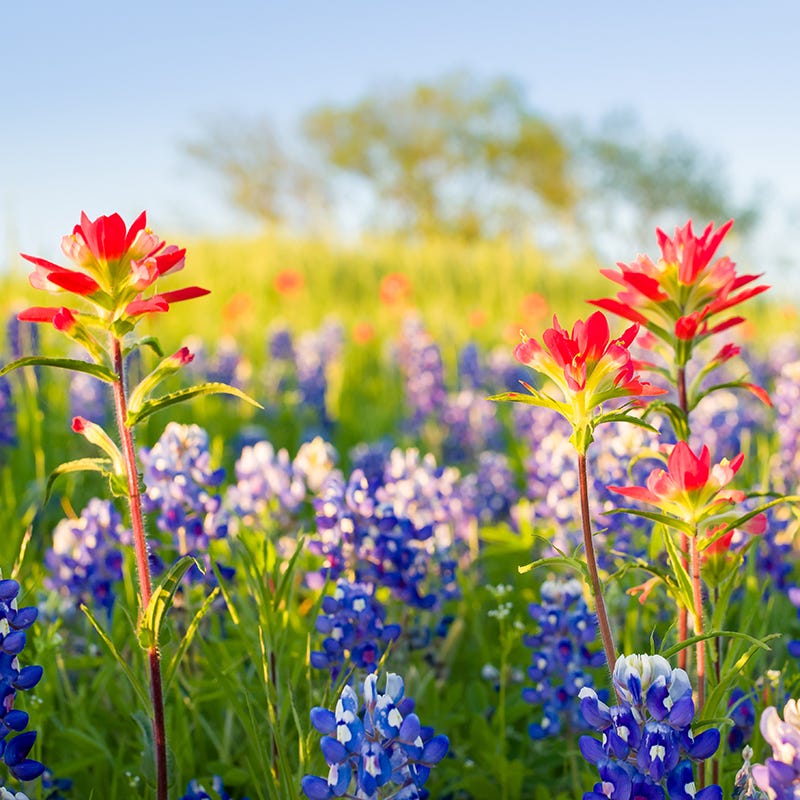 Scarlet Paintbrush Seeds - Image 4