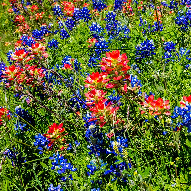 Scarlet Paintbrush Seeds - Image 5