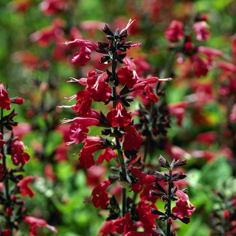 Scarlet Sage Seeds