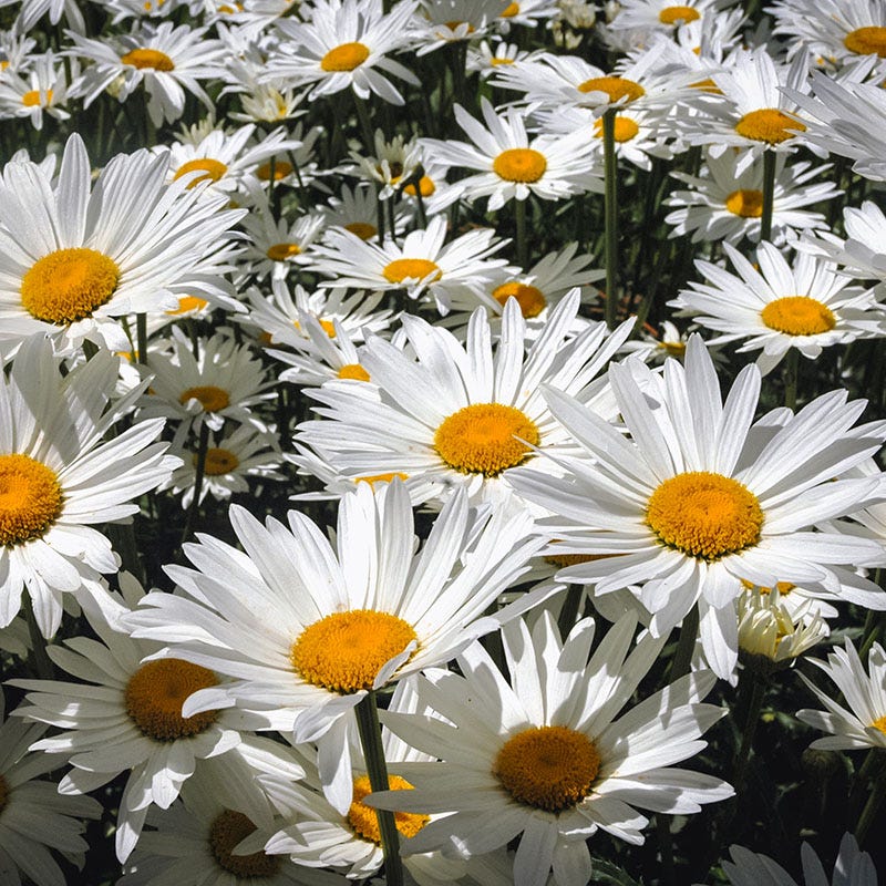 Shasta Daisy Seeds