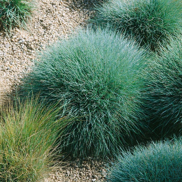 Sheep Fescue Grass Seeds