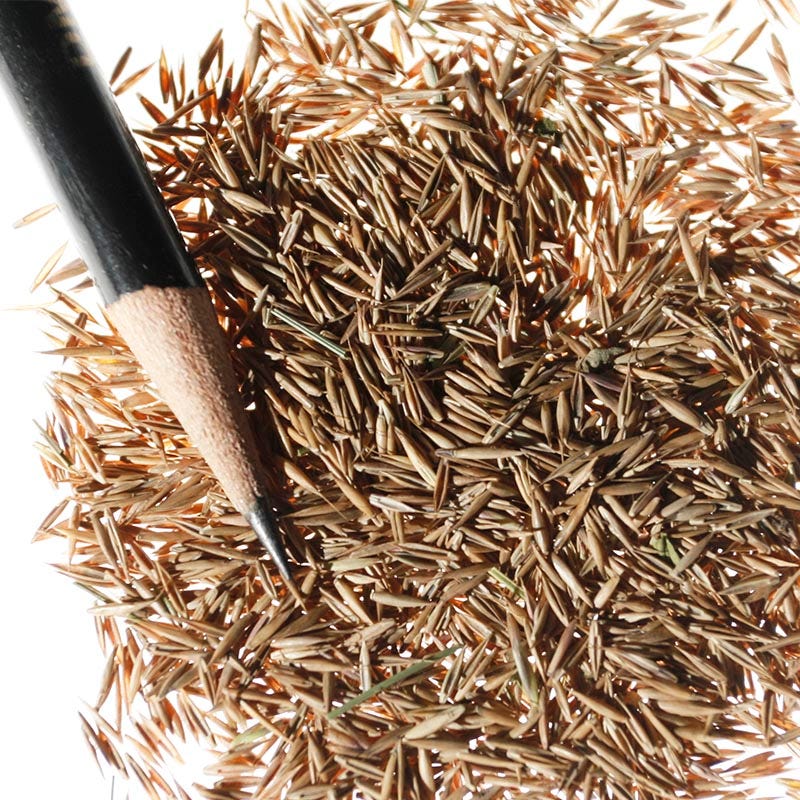 Sheep Fescue Grass Seeds - Image 3