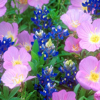 Showy Evening Primrose Seeds - Image 4