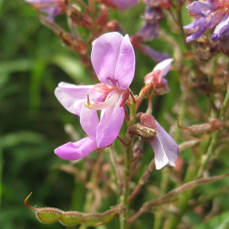 Showy Tick Trefoil Seeds - Image 2