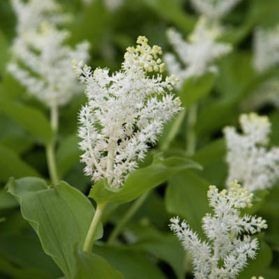 Solomon's Plume Seeds - Image 2