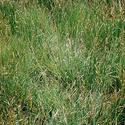 Southeast Native Grass Seed Mix - Image 3