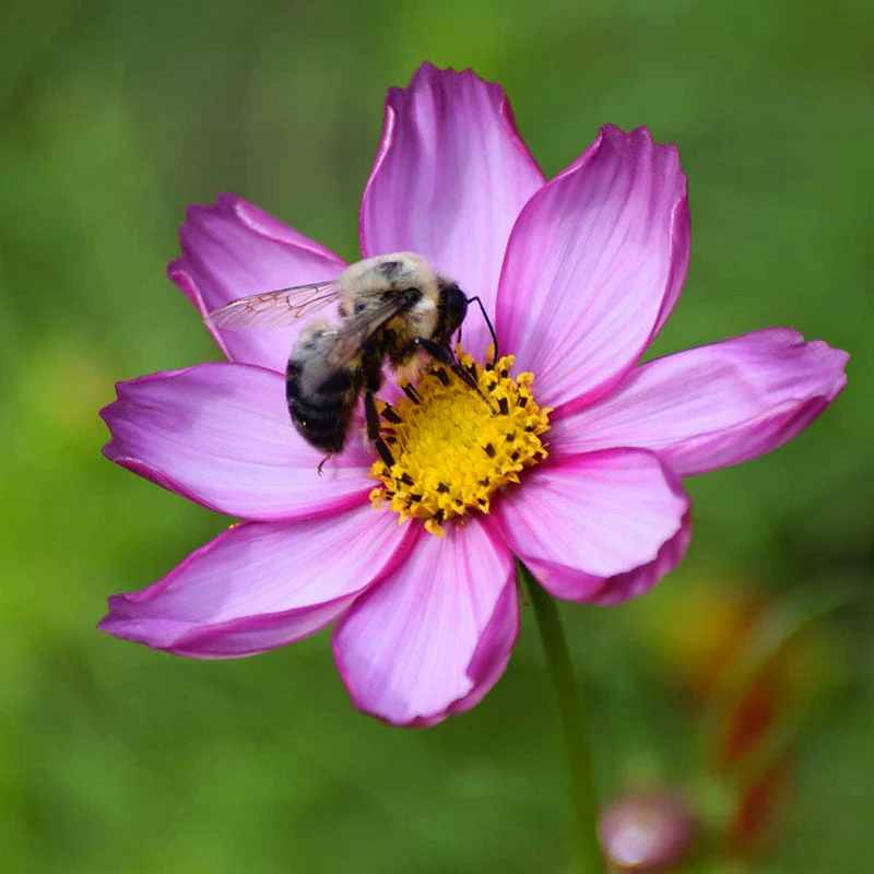 Southeast Pollinator Wildflower Seed Mix - Image 10