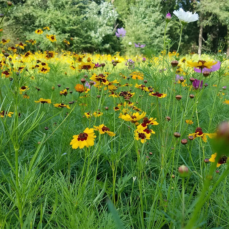 Southeast Pollinator Wildflower Seed Mix - Image 9