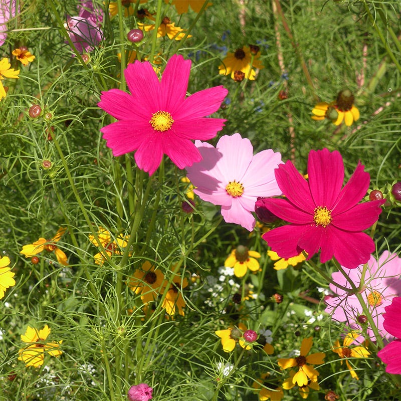 Southeast Select Wildflower Seed Mix - Image 2