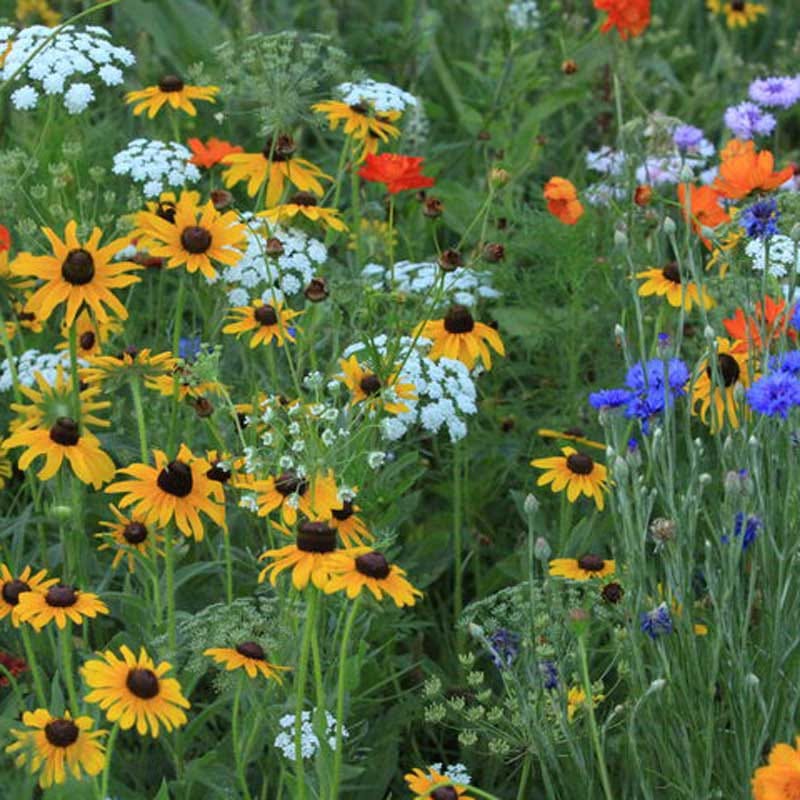 Southeast Select Wildflower Seed Mix - Image 9