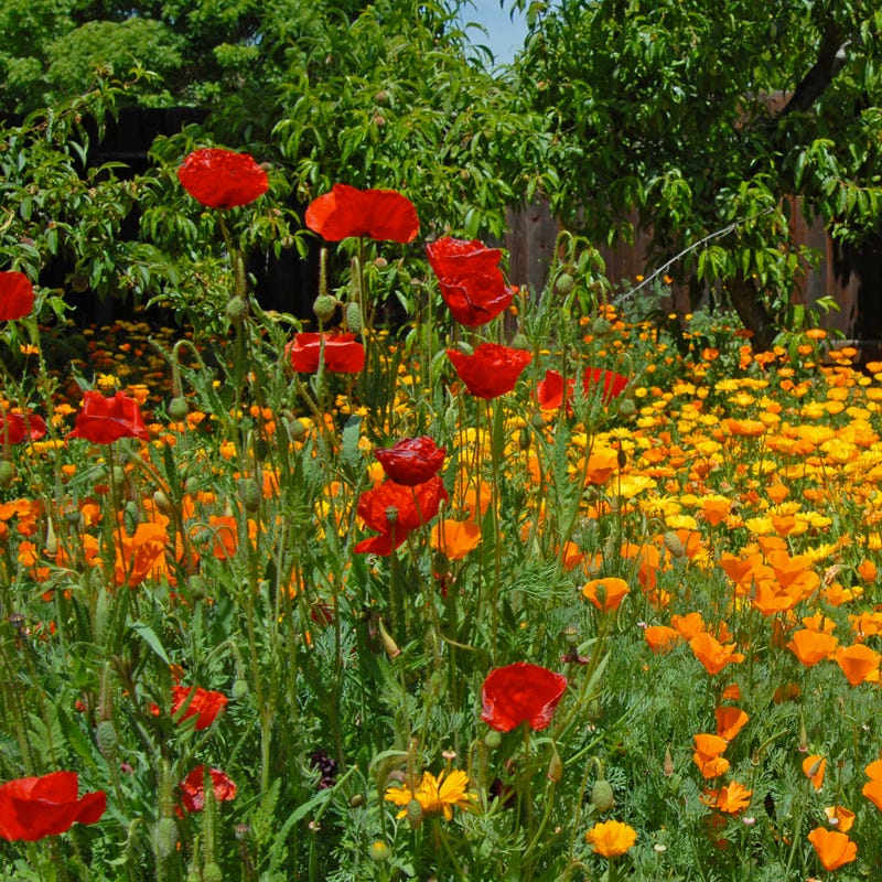 Southwest Pollinator Wildflower Seed Mix - Image 7