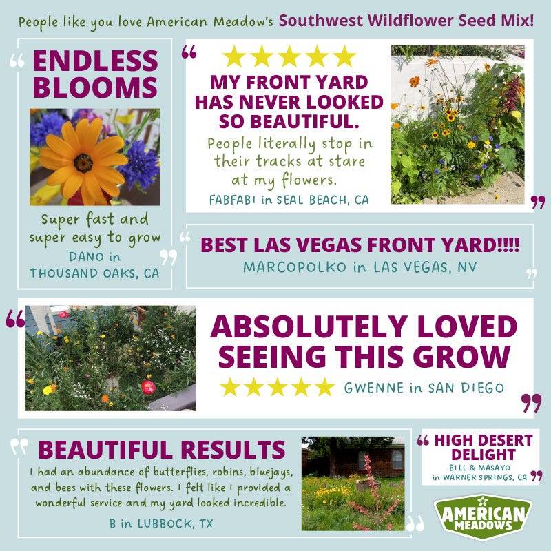 Southwest Select Wildflower Seed Mix - Image 4