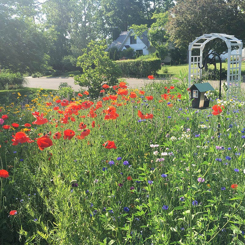 Southwest Select Wildflower Seed Mix - Image 8