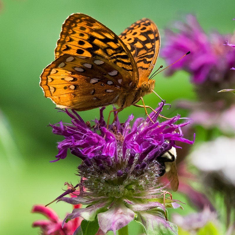 Brilliant Cottage Garden Plant Collection - Image 6
