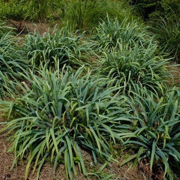 Sparkling Shade Pre-Planned Garden - Image 5