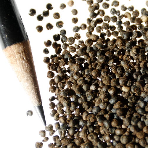 Spider Plant Seeds - Image 2