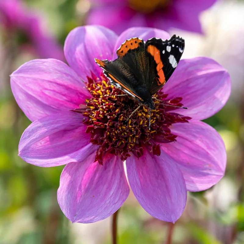 Bold Trio Dahlia Collection - Image 2