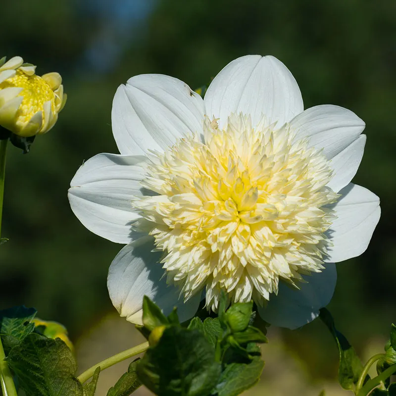 Platinum Blonde Anemone Dahlia